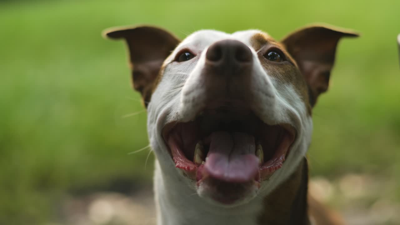 Cinematic Brown and White Pitbull Terrier Smiling and Panting Close Up 4K