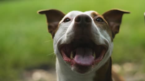 cinematic brown and white pitbull terrier smiling and panting close up 4k