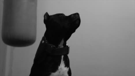 retrato de pit bull en blanco y negro