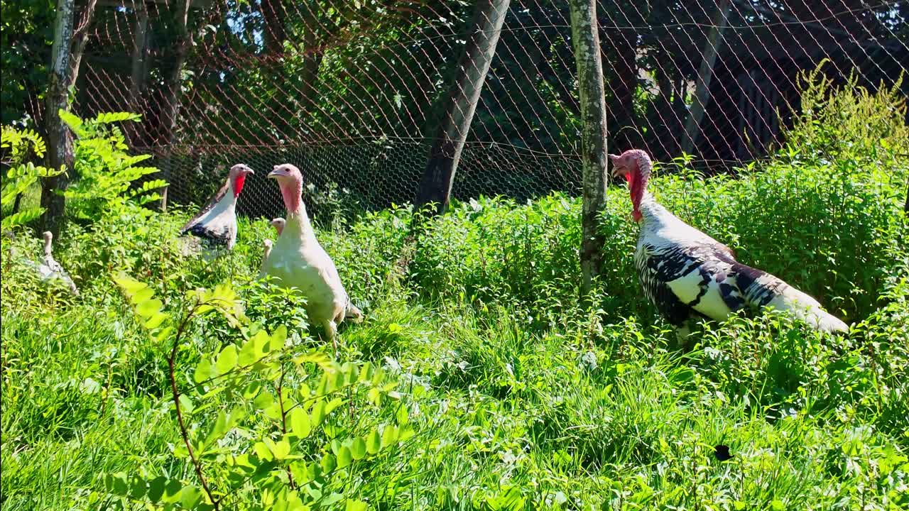 Family of turkeys, adults and young poults, foraging in lush green grass inside farm enclosure, free-range poultry and rural farm life