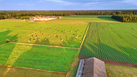 cows in fields at sunset. cows peacefully graze on lush green fields as the sun sets over the horizon, creating a serene rural atmosphere