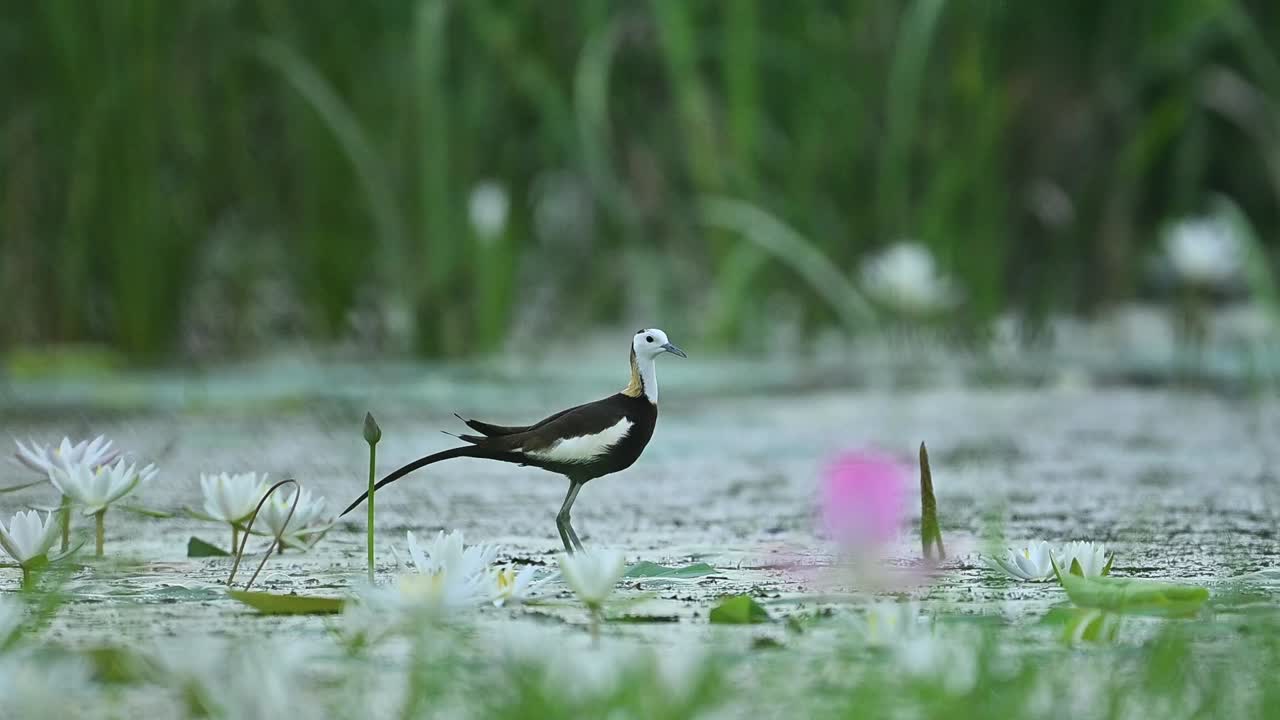 Graceful wader rests beside big pink bloom peacefully