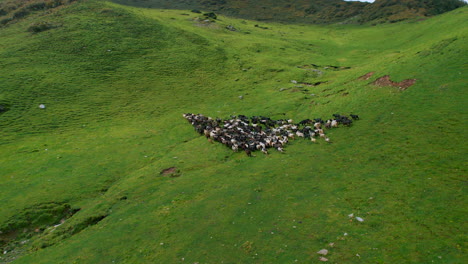 Rebaños-De-Ovejas-Corren-Por-El-Verde-Paisaje-De-Nepal