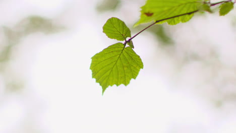 close up of fresh green leaf growing on branch of hazel tree in forest