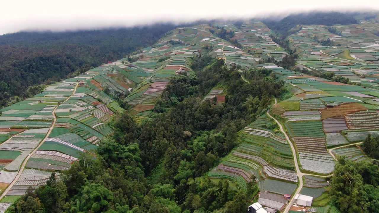 campos de plantación icónicos de indonesia, vista aérea desde un avión no tripulado