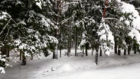 Der-Schuss-Der-Schneebedeckten-Kiefernwaldlandschaft-Im-Winter