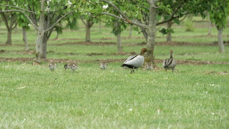 Patitos-De-Madera-Australianos-Caminando-En-Campos-Verdes-Con-Los-Padres