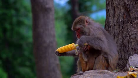 side shot of a wild mother and baby monkey in forest eating fresh corn in slow motion