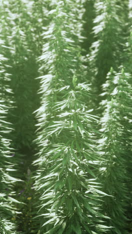 a field of tall green hemp plants