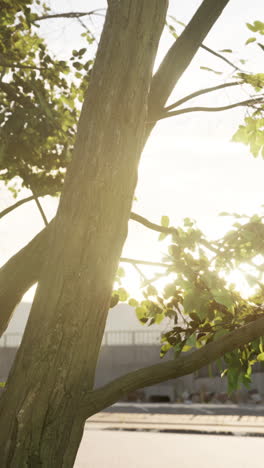 sunlit tree trunk and leaves