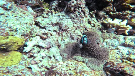 twee zwarte en witte sebae clownvissen zwemmen tussen de zee-anemone