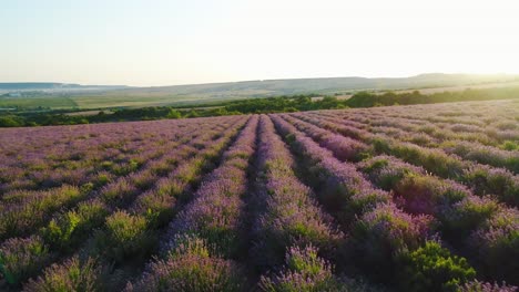 campo de lavanda al amanecer