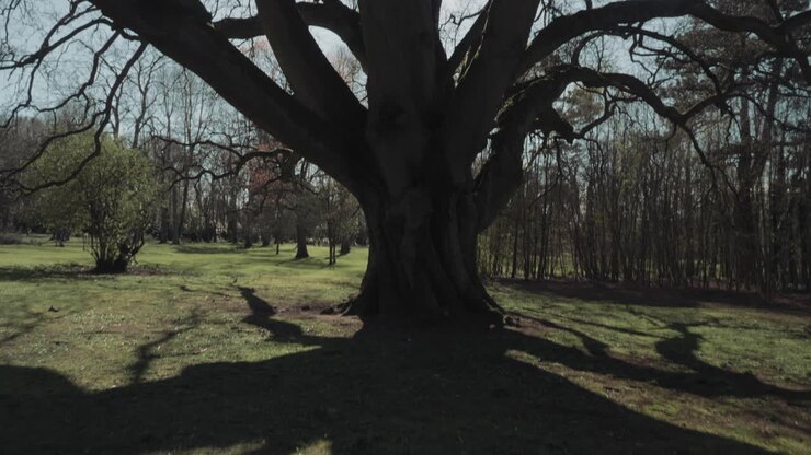 Gigante albero antico in silhouette con rami spogli al parco in primavera