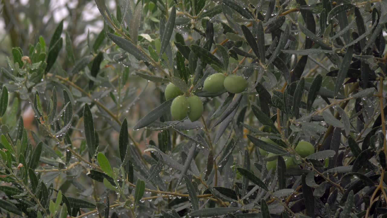 정원 에서 비가 오는 동안 은 올리브 나무