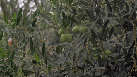 Olivo-Mojado-Bajo-La-Lluvia-En-El-Jardín