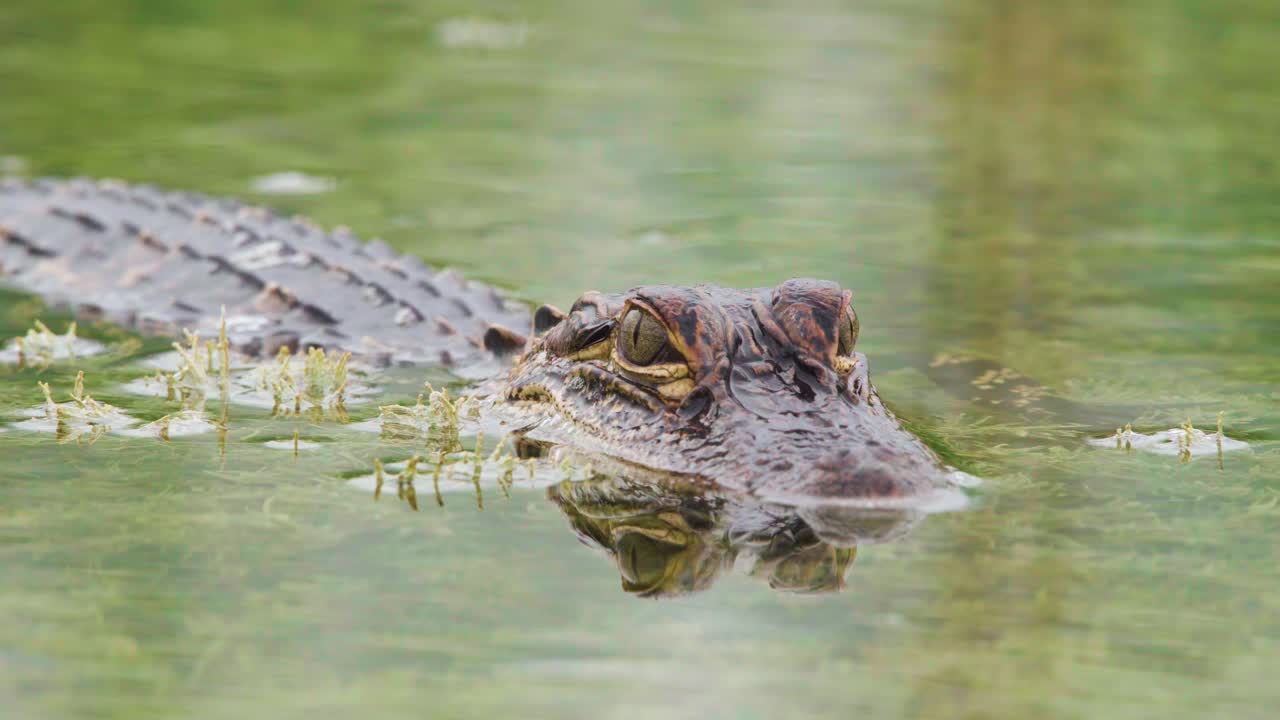 bambino alligatore rettile in acqua muschiosa da vicino