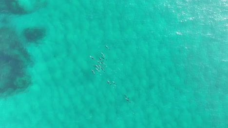 Eine-Gruppe-Delfine-Schwimmt-In-Großer-Zahl-Durch-Das-Blaue-Wasser-Der-Nördlichen-Stradbroke-Insel