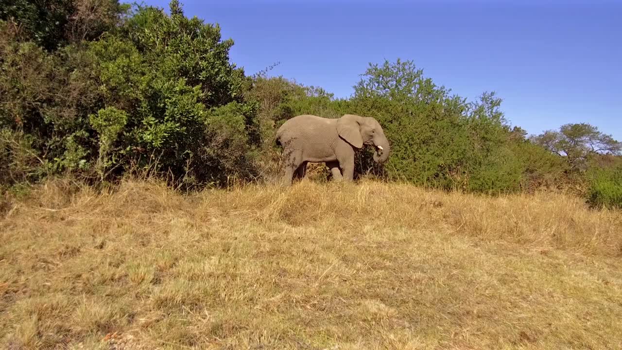 카메라를 향해 돌진하는 아프리카 수컷 코끼리의 위험한 순간