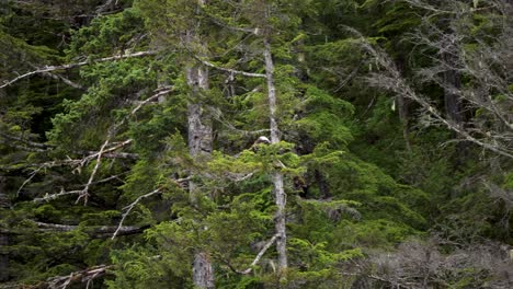 bald eagle grooming himself sitting on a tree branch in sitka, alaska.