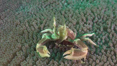 porcelain crab inside sea anemone feeding plankton