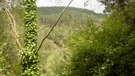 Aufnahme-Des-Afan-Tals-Durch-Bäume-über-Dem-Afan-Fluss