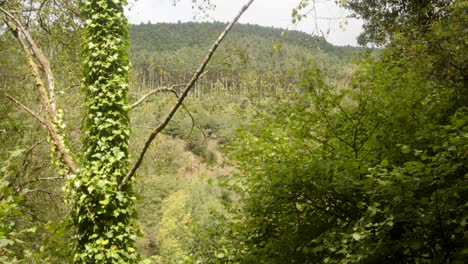 del valle de afan disparado a través de los árboles sobre el río afan