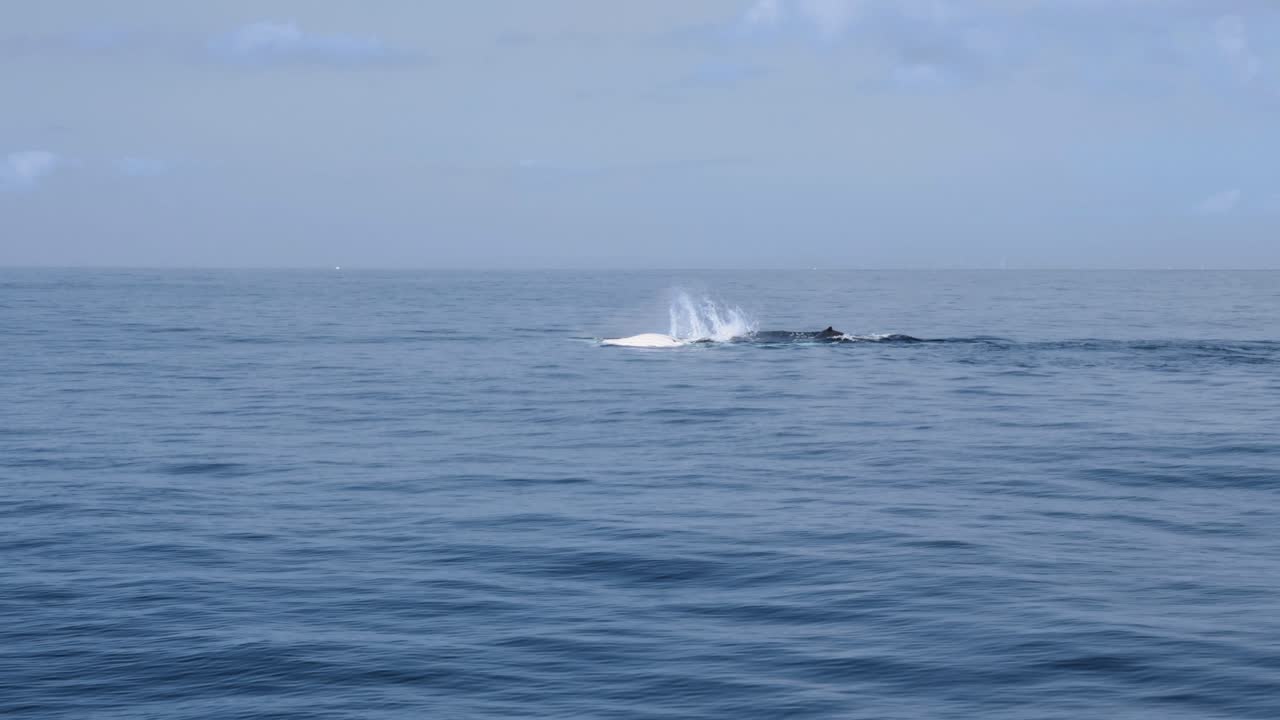 암 ⁇  고래는 가 ⁇  지느러미를 사용하여 수 ⁇ 을 끌어들이고 번식하도록 격려하기 위해 물을 치고 있습니다.