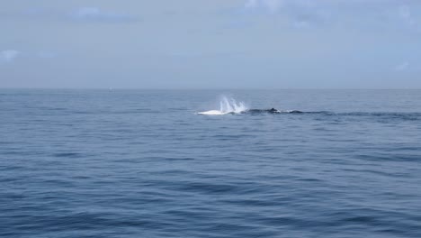 ballena hembra usando su aleta pectoral golpeando el agua para atraer y alentar a los machos a reproducirse