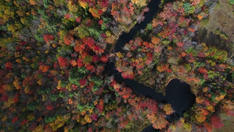 birdseye aerial view of fairytale landscape, forest in vivid autumn colors curvy river on sunny day, top down drone shot