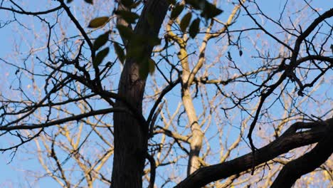 tree branches swaying against a clear blue sky