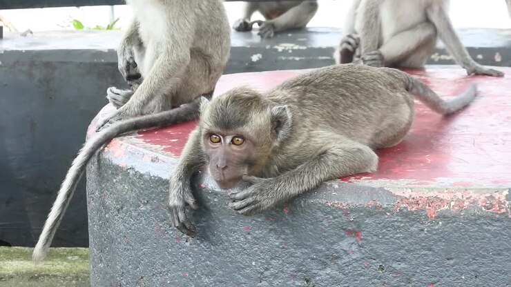 A monkey family sits relaxed in the Kreo Cave tourist area in Semarang, Indonesia