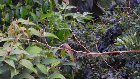 un pájaro cazaflies tirano posado en pequeñas ramas en el bosque amazónico