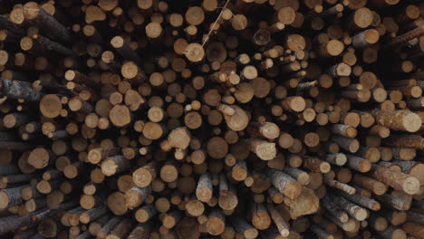 4k close-up shot of stacked logs, timber and wood