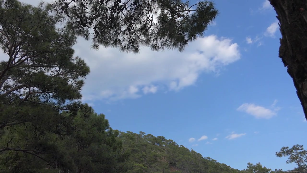 Low Angle View of Pine Trees Against Blue Sky and Clouds