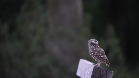 Little-owl-perched-on-a-wood-timber-with-blurry-forest-background,-static-shot