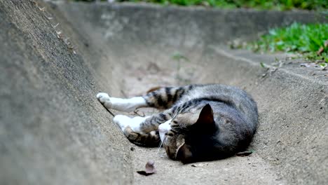 close-up cat sleeping on the ground, viedeo 4k, 3840x3160