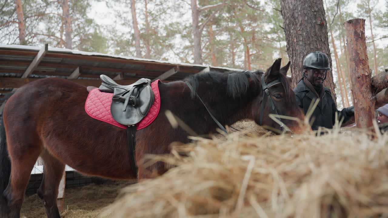 un caballo y un jinete en un entorno rural invernal, una escena de establo rural con un jinete preparando un caballo en invierno, aseo y ensillado tradicionales de caballos en un entorno rústico y frío de granja con pinos