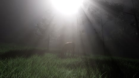 deer female in forest in fog