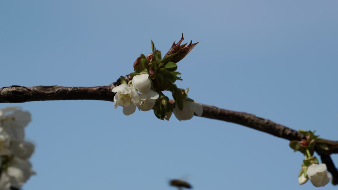 abeja recolectando néctar en flores de cerezo blancas sacudidas por el viento