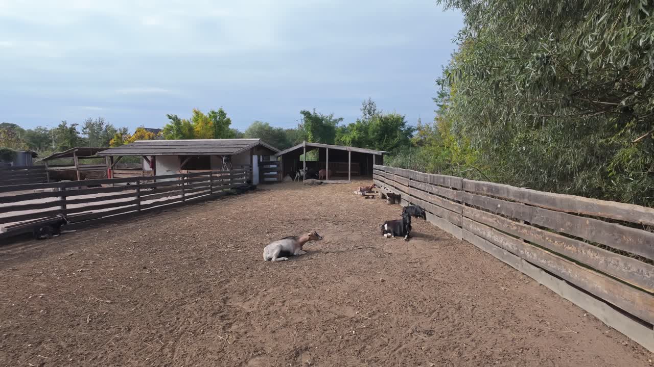 Domestic goats of different breeds sunbathing and resting in the shade in a farm environment