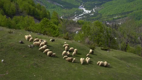 herd of sheep grazing on a fresh green pasture in albanian alps