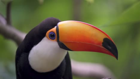 observación de aves vida silvestre primer plano de un tucán grande e impresionante, enorme pico naranja con una punta y base negras, el cuerpo es principalmente negro con una garganta blanca, curiosamente maravillado en un entorno boscoso