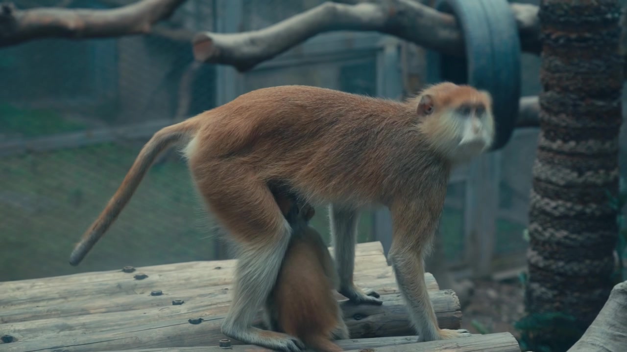 重慶動物園の母マカクザルと赤ちゃんが、昼間、囲いの中の木製プラットフォームに座っています。