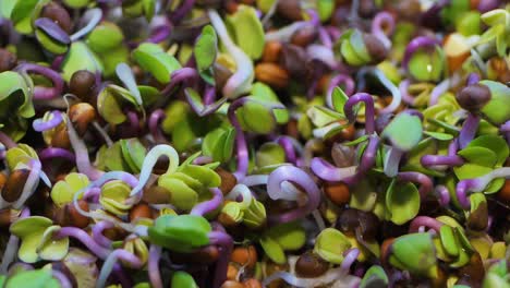 fresh micro greens