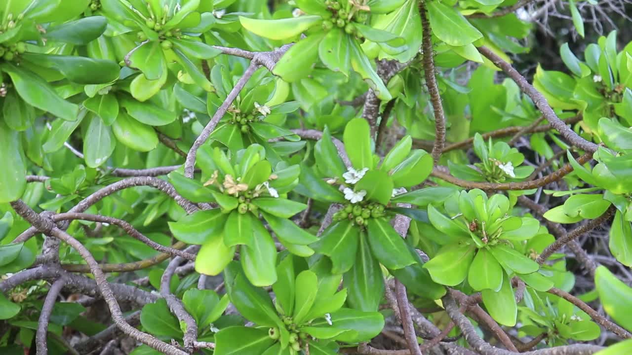 잎은 여름날 나무 바람