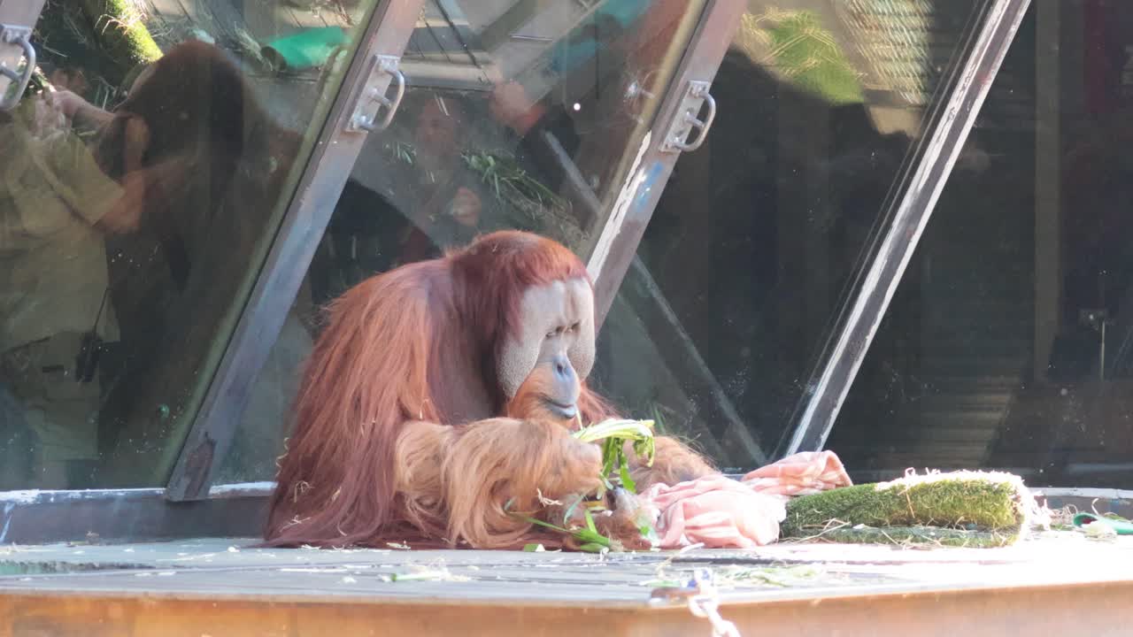 오랑우탄 은 유리  에 있는 음식 을 즐기고 있다