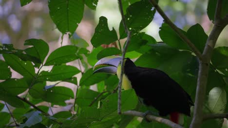 Chestnut-Mandibled-toucan-bird-perched-on-branch-in-between-lush-leaves