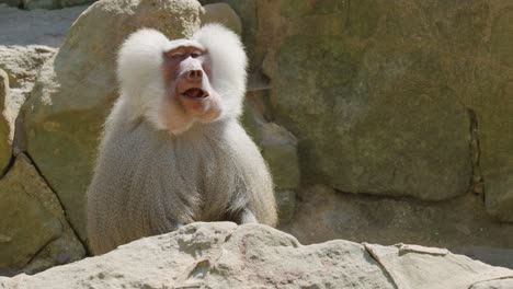 a hamadryas baboon sits among large rocks in bright daylight, yawning widely and shifting posture, captured in a steady medium shot with natural lighting
