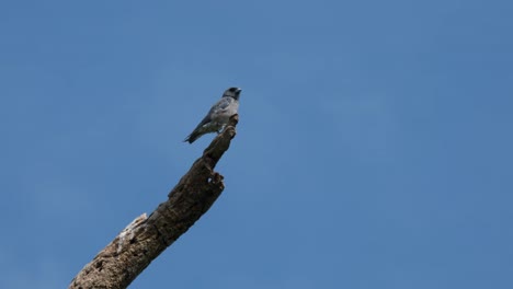 lovely blue sky as this bird perches on a dead branch then looks around, ashy woodswallow artamus fuscus, thailand