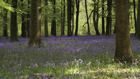 bluebell carpet in lush english forest 4k